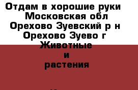 Отдам в хорошие руки   - Московская обл., Орехово-Зуевский р-н, Орехово-Зуево г. Животные и растения » Кошки   . Московская обл.